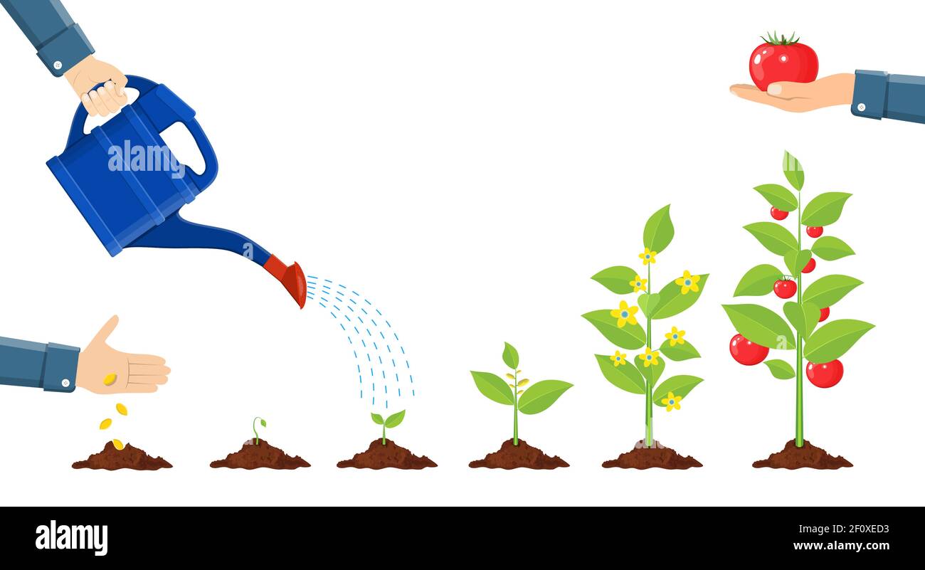 Wachstum der Pflanze im Topf, vom Sprossen bis zum Gemüse. Stock Vektor