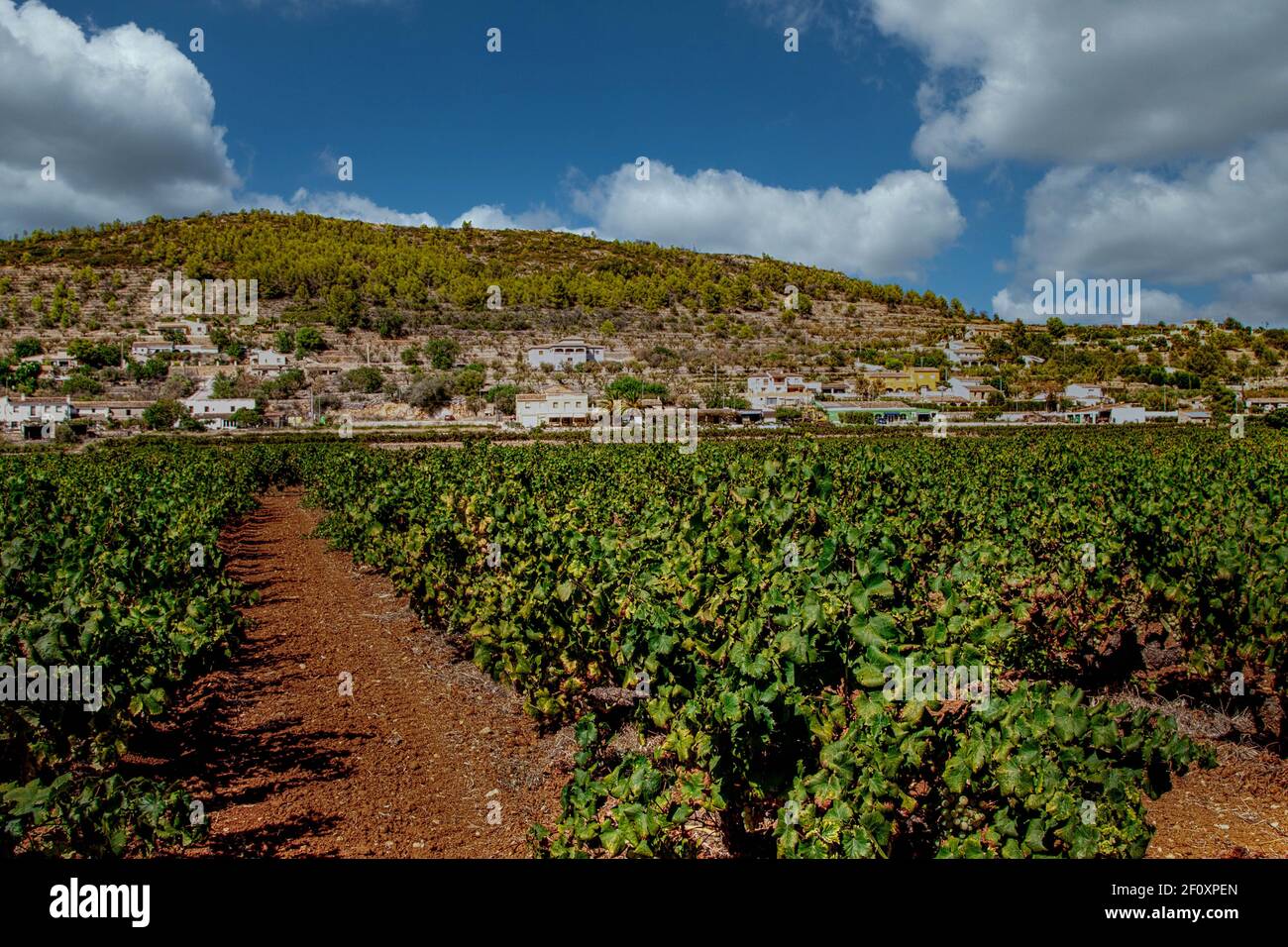 Jalon Valley, Costa Blanca, Spanien Stockfoto
