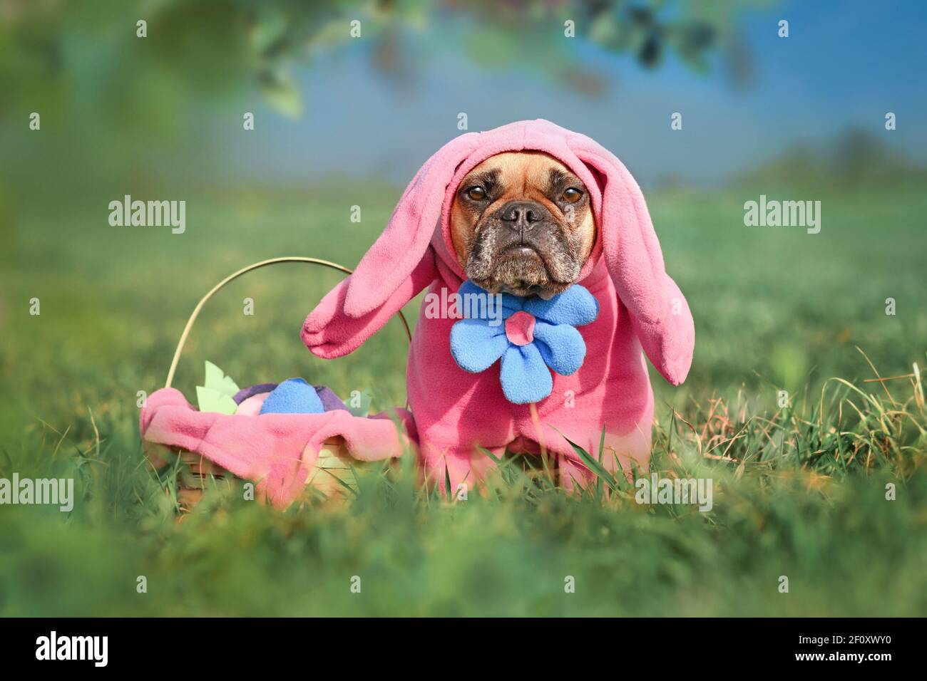 Lustige Französisch Bulldogge Hund trägt rosa Osterhase Kostüme mit Arme und große Blume neben dem Osterkorb auf der Wiese Stockfoto