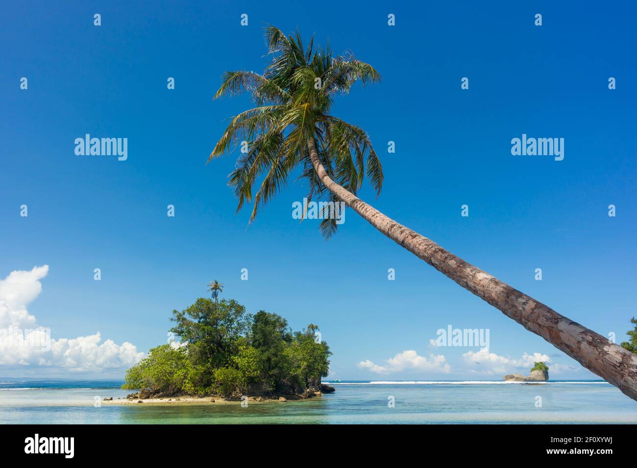 Tropische Insel und überhängende Palme auf einem perfekten sonnigen Tag Stockfoto
