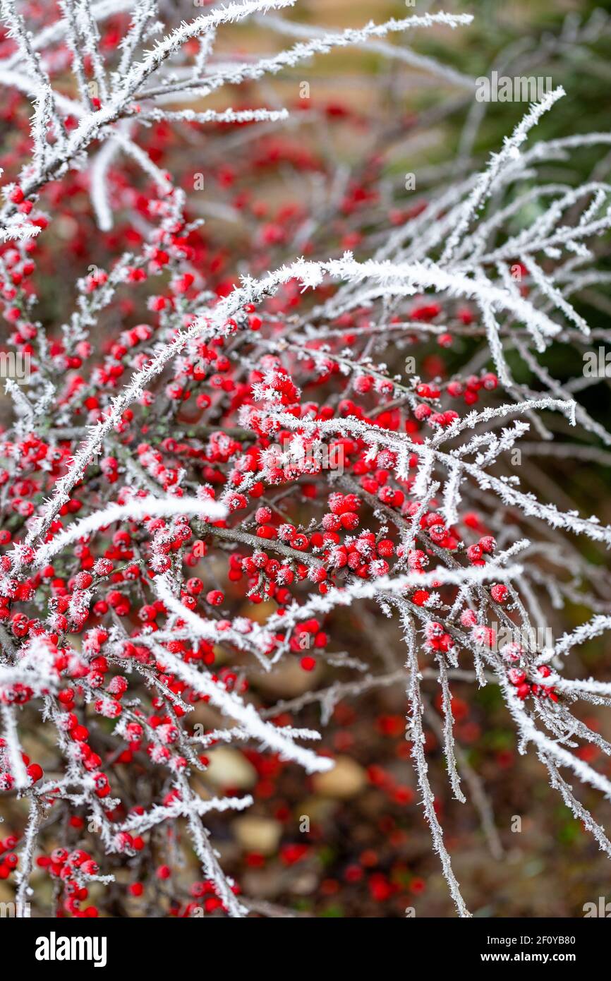 Schöne rote Beeren Cotoneaster horizontalis mit Nadeln von Frost bedeckt. Vertikales Foto. Stockfoto