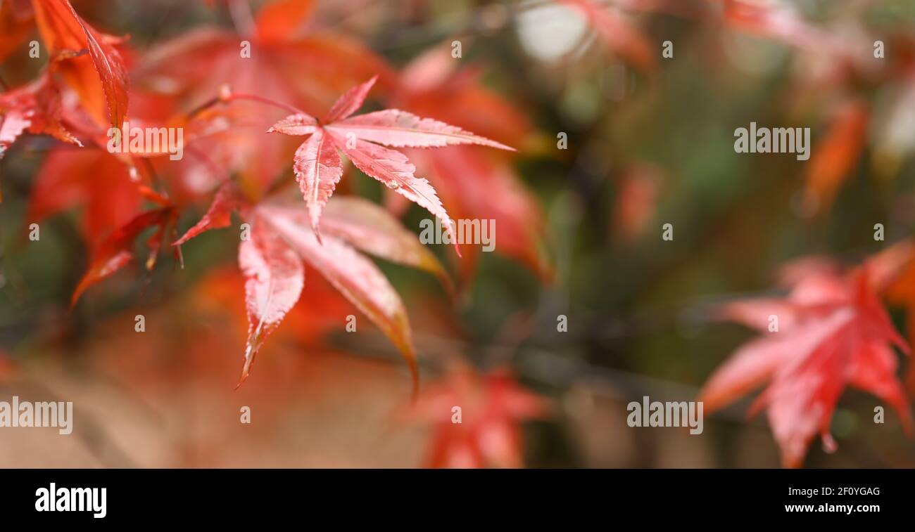 Schöne Natur Hintergrund Foto, Ahornblätter vor einem unscharfen Hintergrund Stockfoto