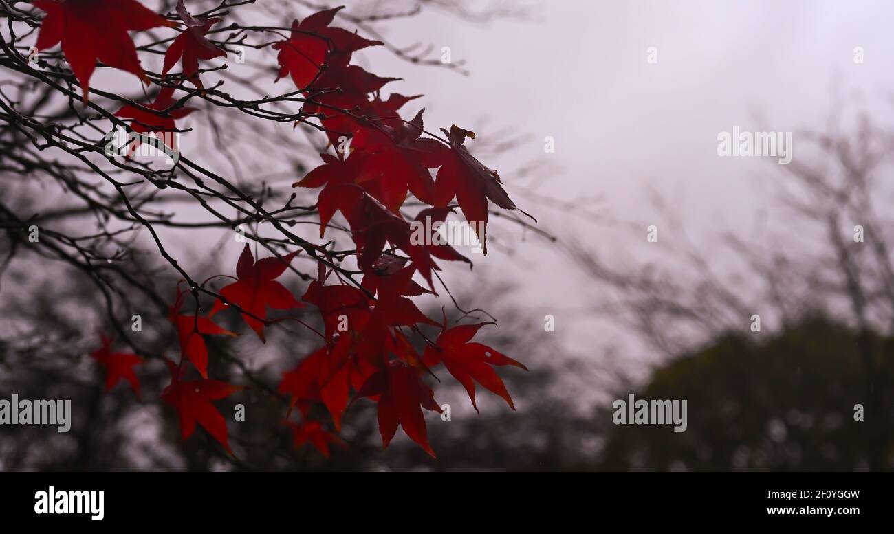 Schönes Herbsthintergrundfoto, schöne rote Ahornblätter vor einem Herbsthimmel Stockfoto