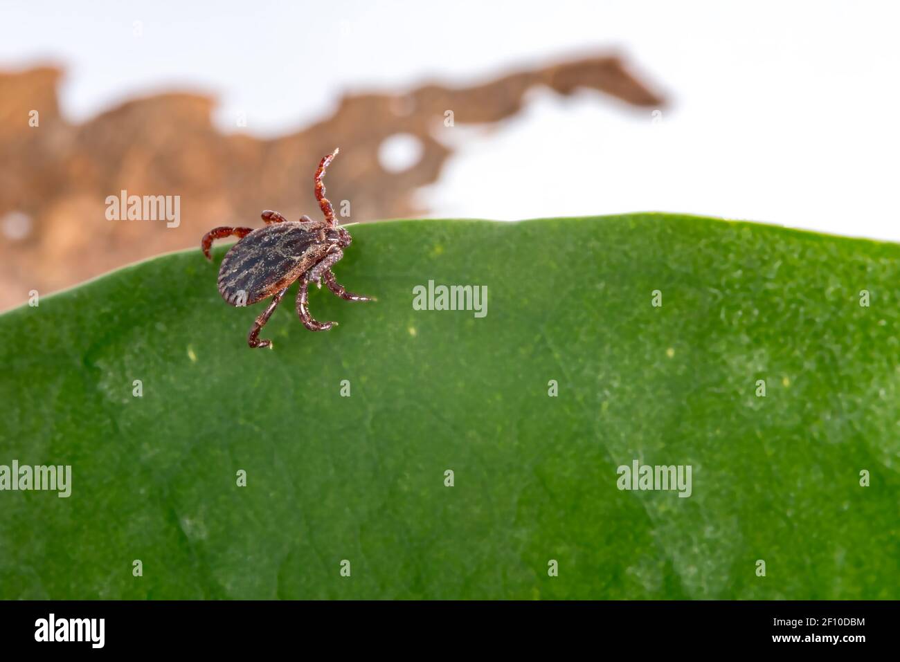 Auf einem Blatt ankreuzen. Eine Nahaufnahme der Krankheit tragenden Parasiten wie Zecken-übertragene Meningitis und Lyme-Borreliose. Ein brauner Arachnid. Stockfoto