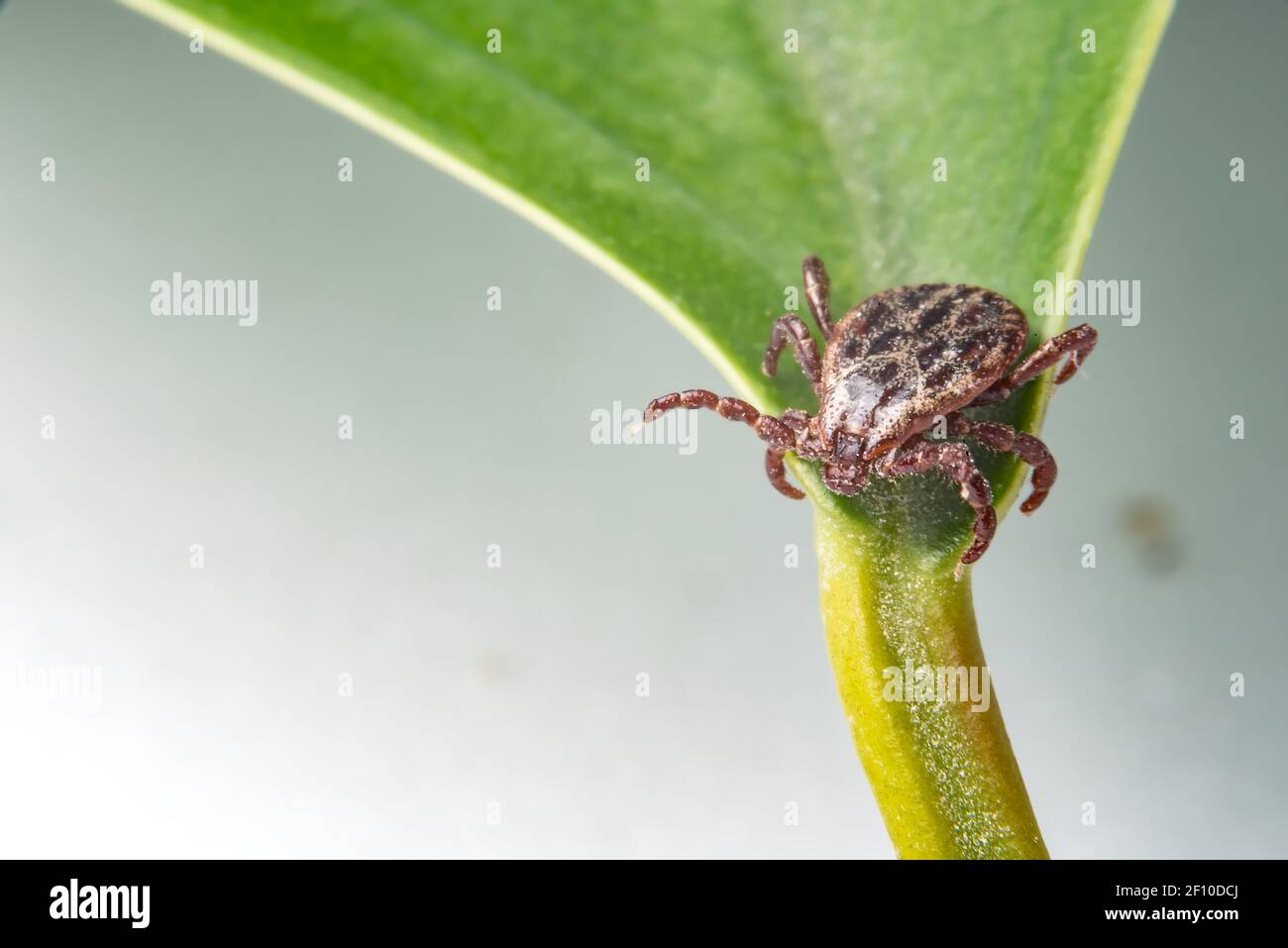 Auf einem Blatt ankreuzen. Eine Nahaufnahme der Krankheit tragenden Parasiten wie Zecken-übertragene Meningitis und Lyme-Borreliose. Ein brauner Arachnid. Stockfoto