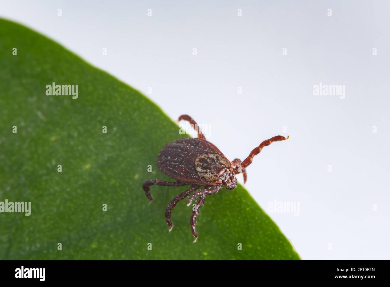 Auf einem Blatt ankreuzen. Eine Nahaufnahme der Krankheit tragenden Parasiten wie Zecken-übertragene Meningitis und Lyme-Borreliose. Ein brauner Arachnid. Stockfoto