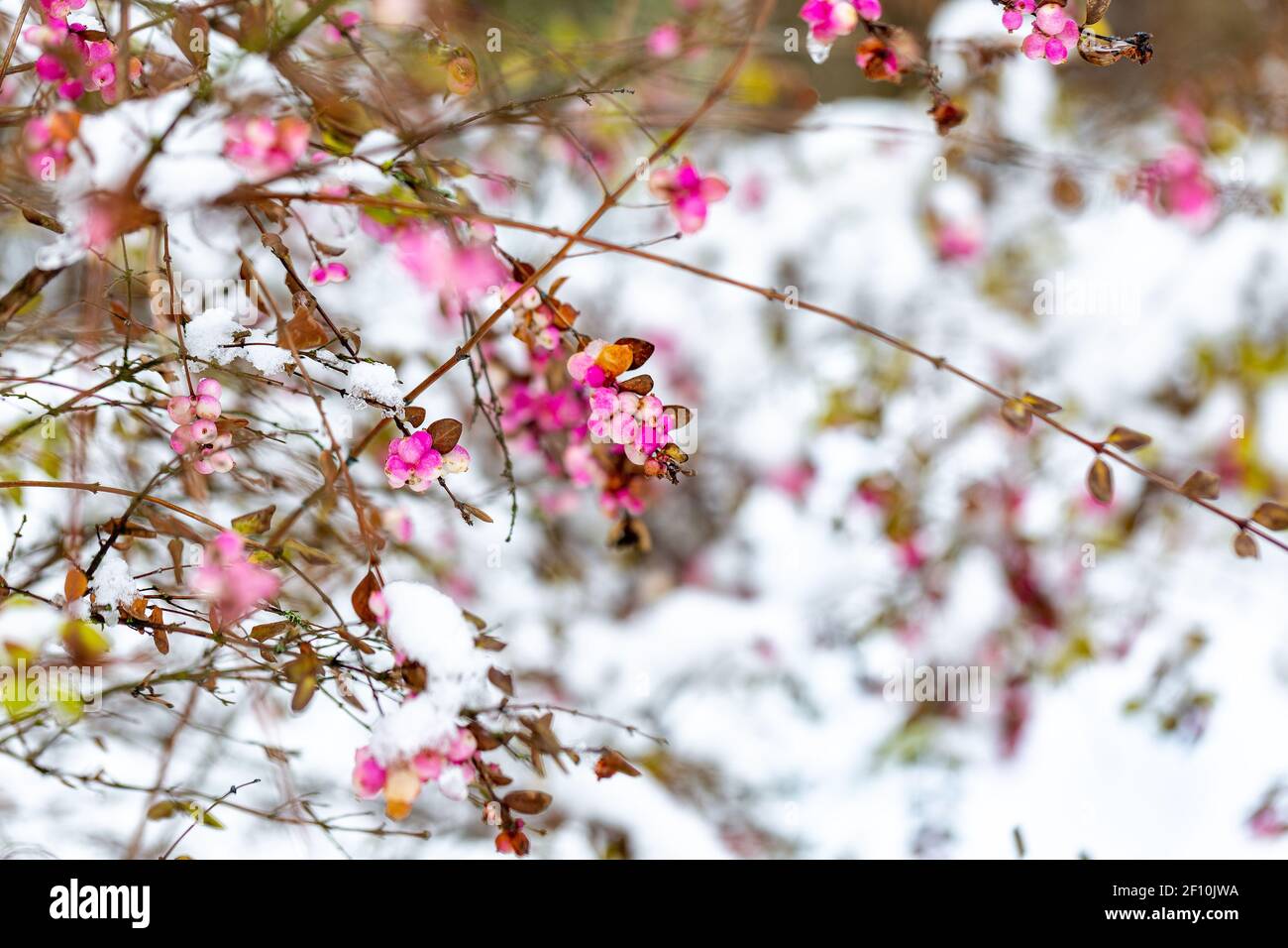 Schöne Zweige eines Symphoricarpos, allgemein bekannt als die Schneebeere, Wachselbeere oder Geisterbeere mit hellen rosa Beeren mit Schnee im Winter bedeckt Stockfoto