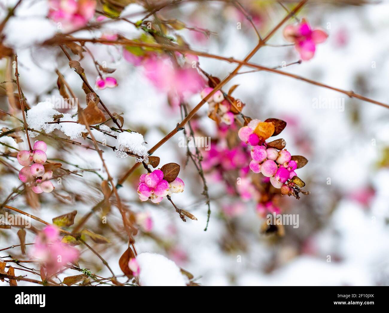 Schöne Zweige eines Symphoricarpos, allgemein bekannt als die Schneebeere, Wachselbeere oder Geisterbeere mit hellen rosa Beeren mit Schnee im Winter bedeckt Stockfoto