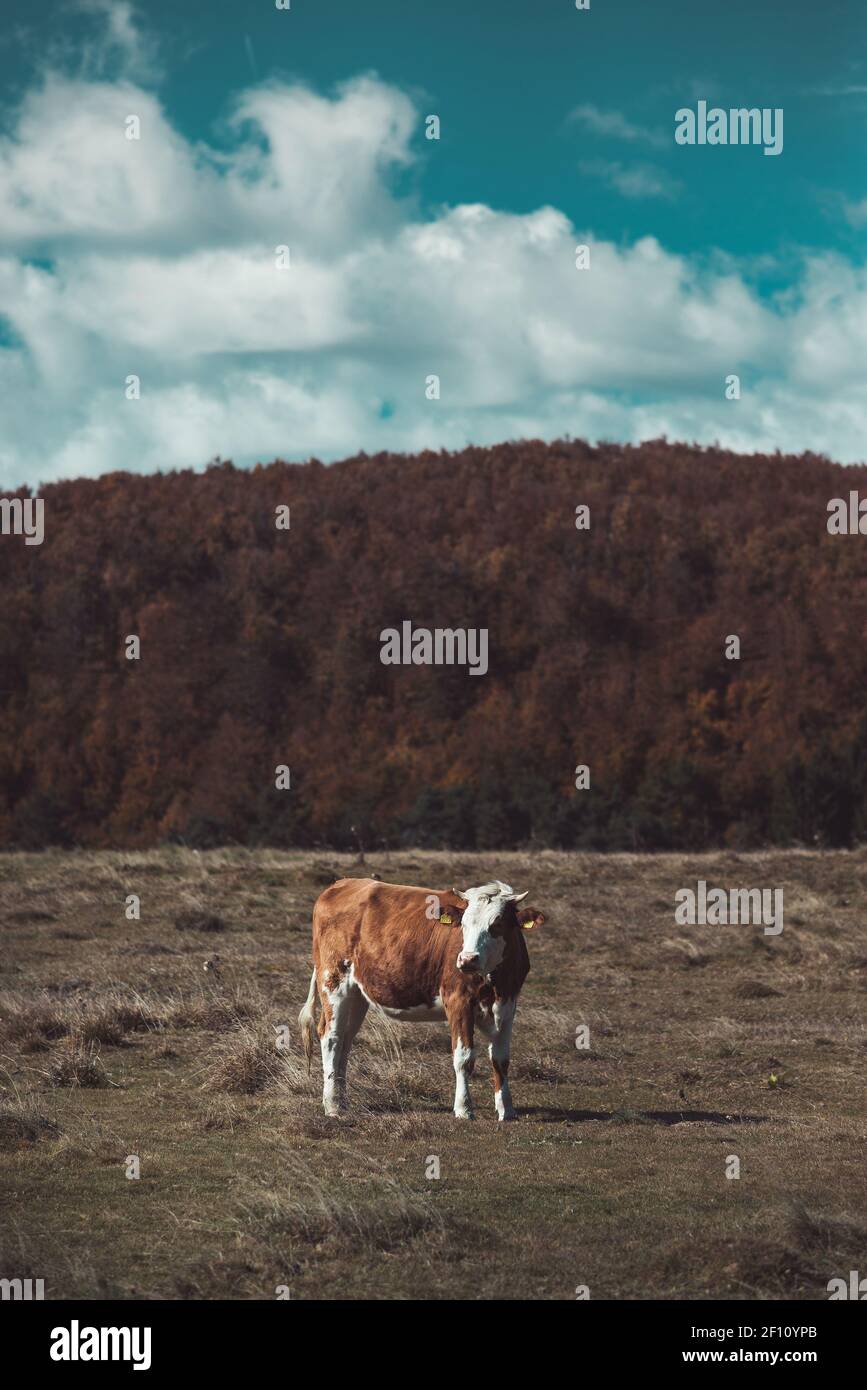 Eine Hauskuh steht auf landwirtschaftlicher Weide in den Bergen Stockfoto