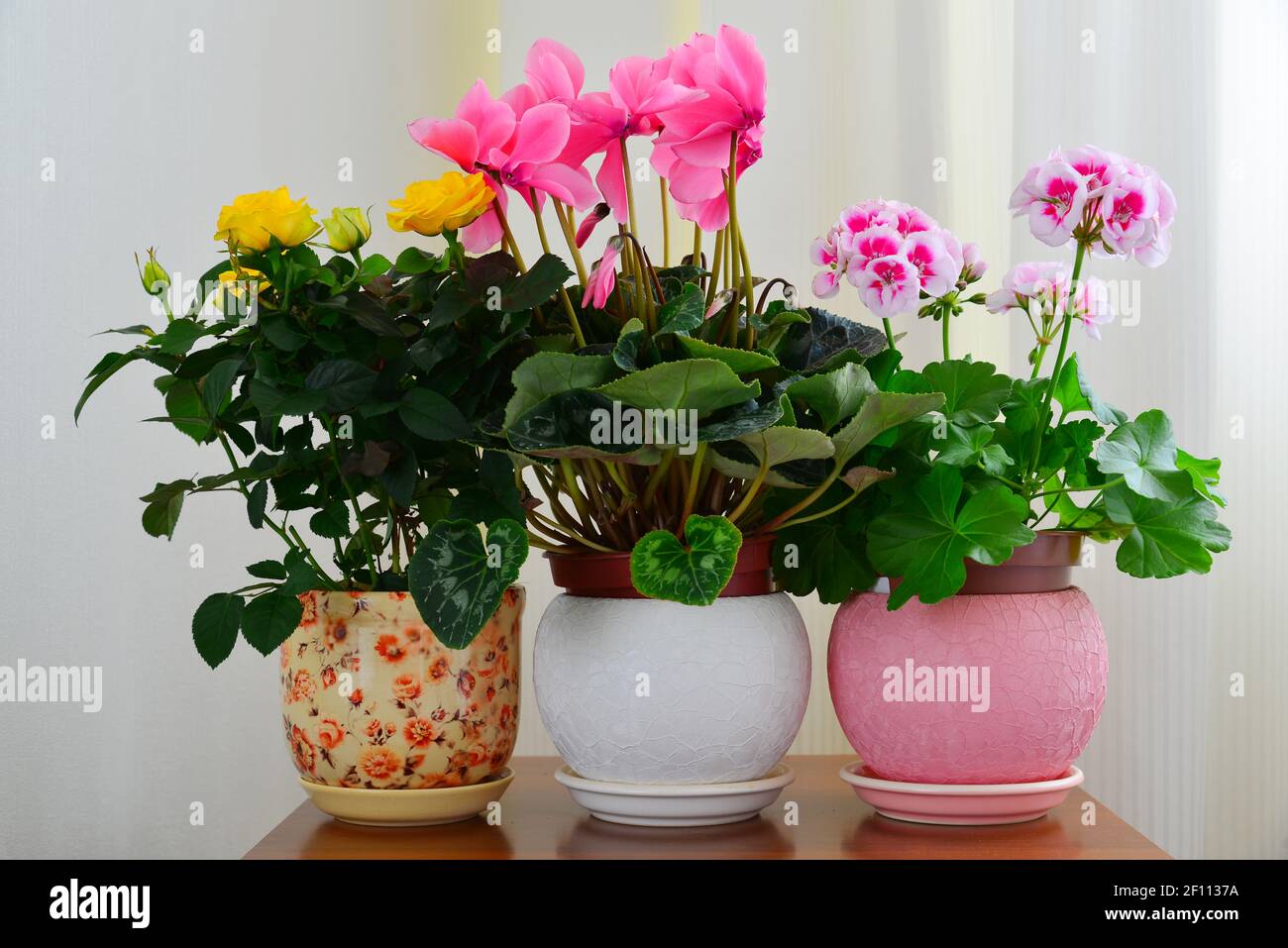Cyclamen, Rose und Geranie auf dem Hintergrund von weißen Vorhängen Stockfoto