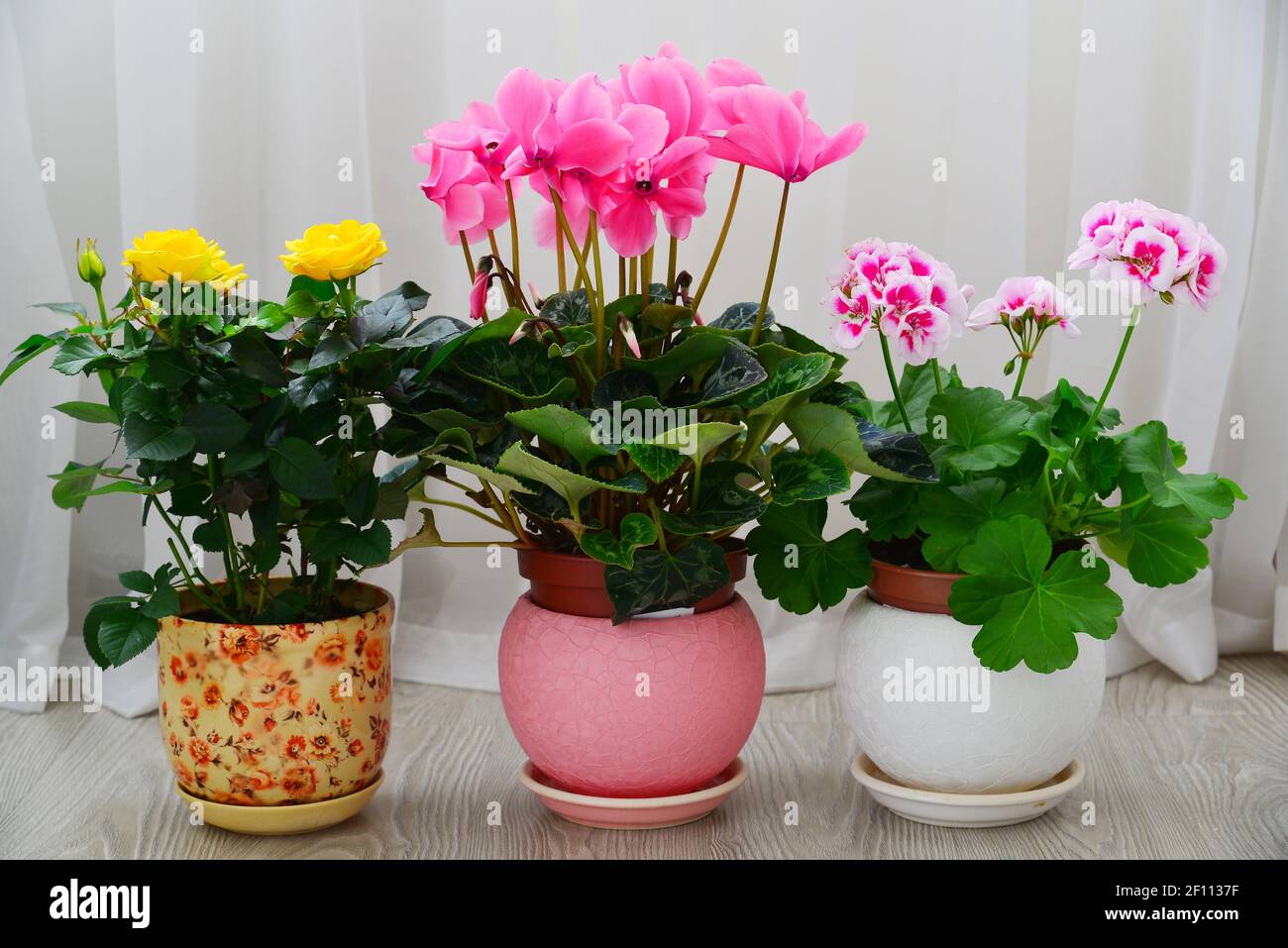 Cyclamen, Rose und Geranie auf dem Hintergrund von weißen Vorhängen Stockfoto