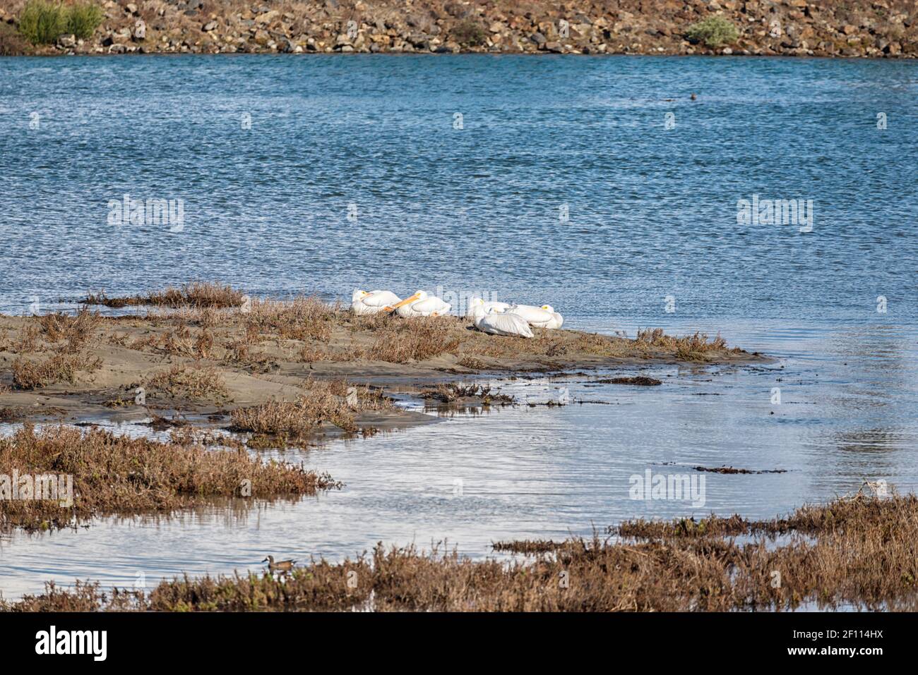 Weiße Pelikane am San Diego River. San Diego, Kalifornien, USA. Stockfoto