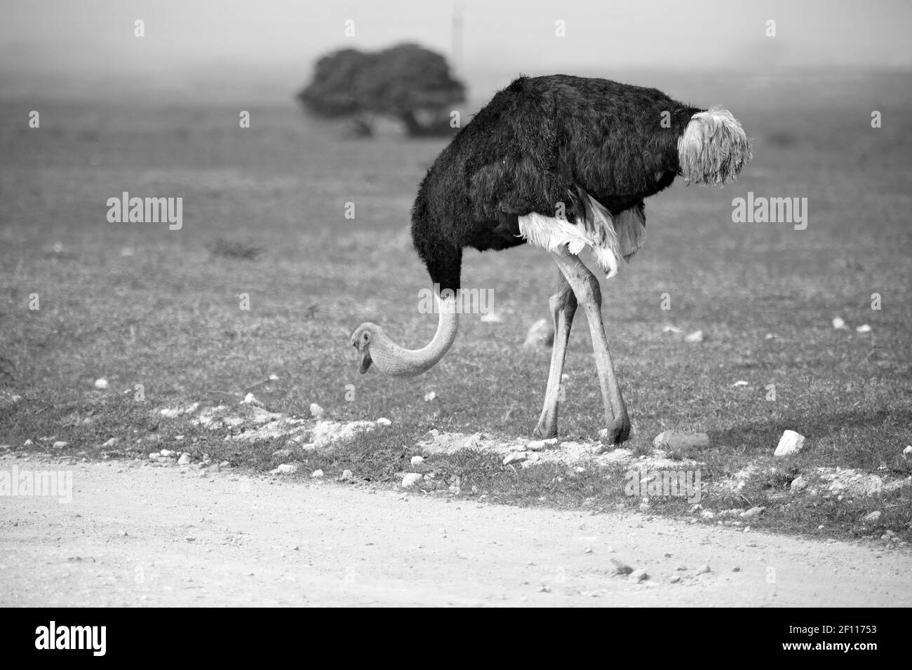 In Südafrika Wildlife Naturschutzgebiet und Strauß Stockfoto