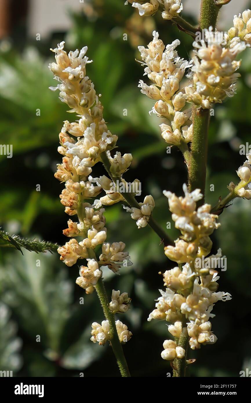 Blüten von weißen Astilbe Blumen blühen im Sommer Stockfoto