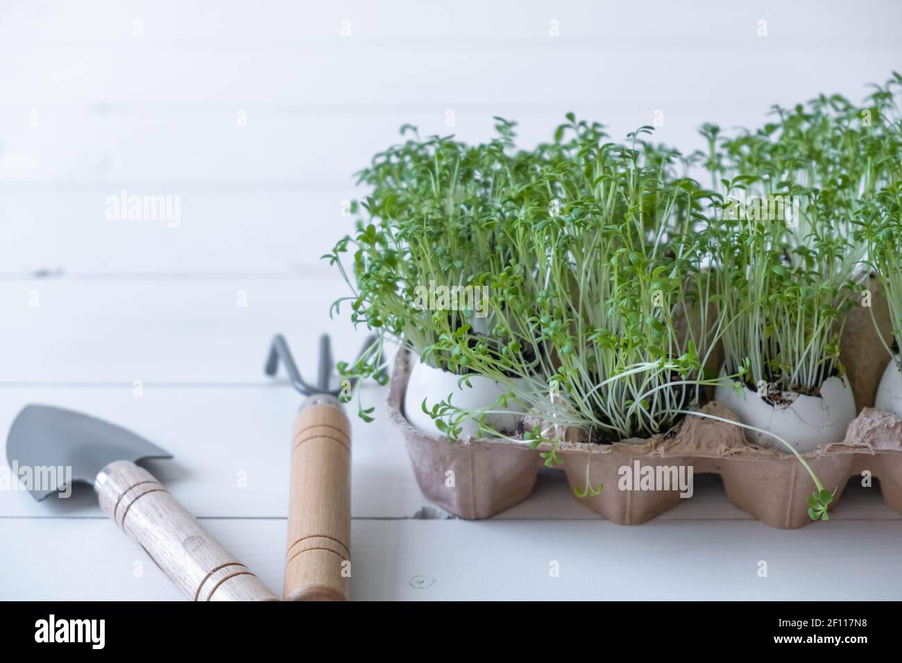 Wächst Micro Green zu Hause Stockfoto