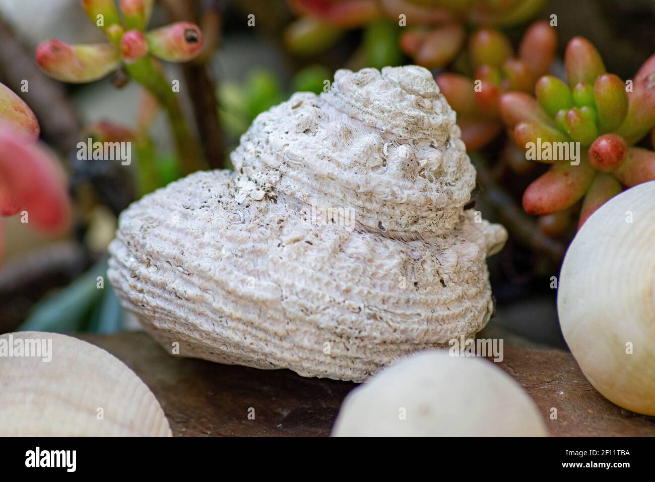 Alte Schneckenkarapase, die einen Garten mit saftiger Sedum Pachyphyllum- oder Jelly Bean-Pflanze im Hintergrund schmückt. Sommererinnerungen am Strand Stockfoto