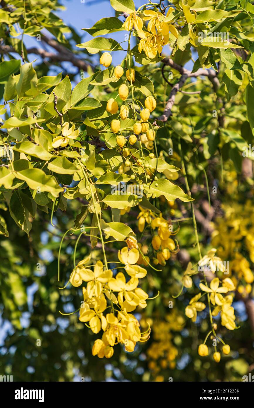 Naher Osten, Arabische Halbinsel, Oman, Maskat, Qurayyat. Gelbe Blüten auf einem blühenden Baum. Stockfoto