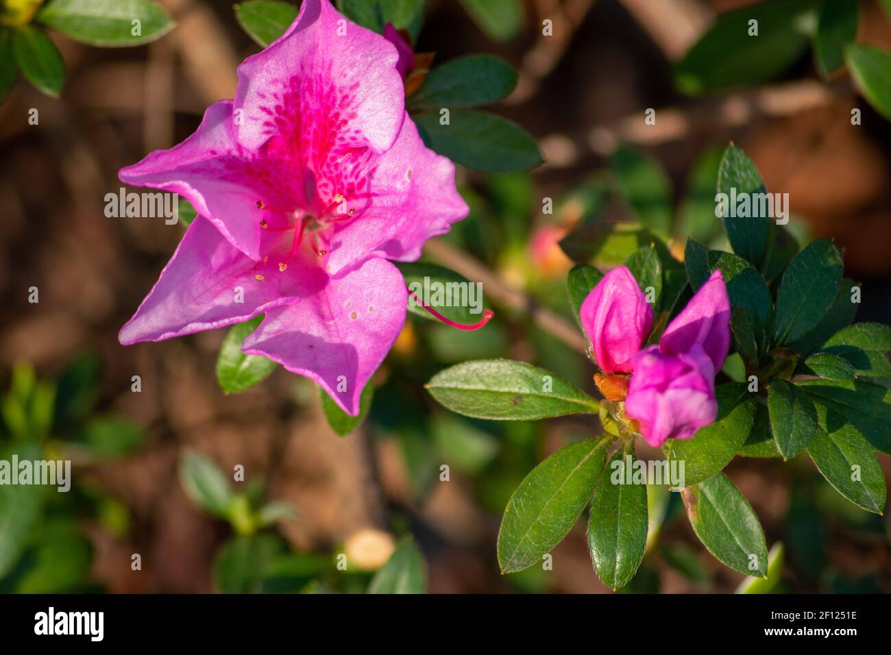 Rhododendron simsii Planch, eine Blume offen und andere Öffnung, Kreis des Lebens der Blume Stockfoto