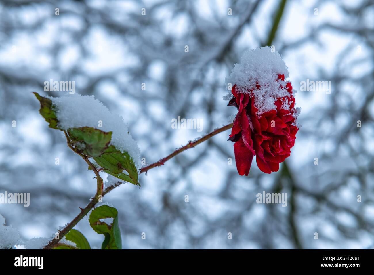 Schneebedeckte Rose Stockfoto