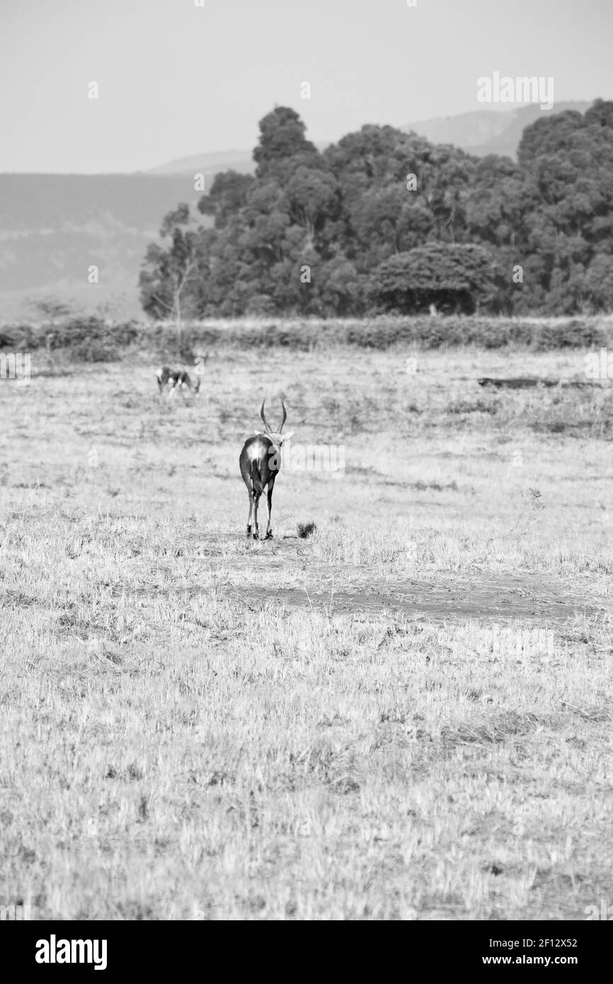 Wildes Impala im Winterbusch Stockfoto