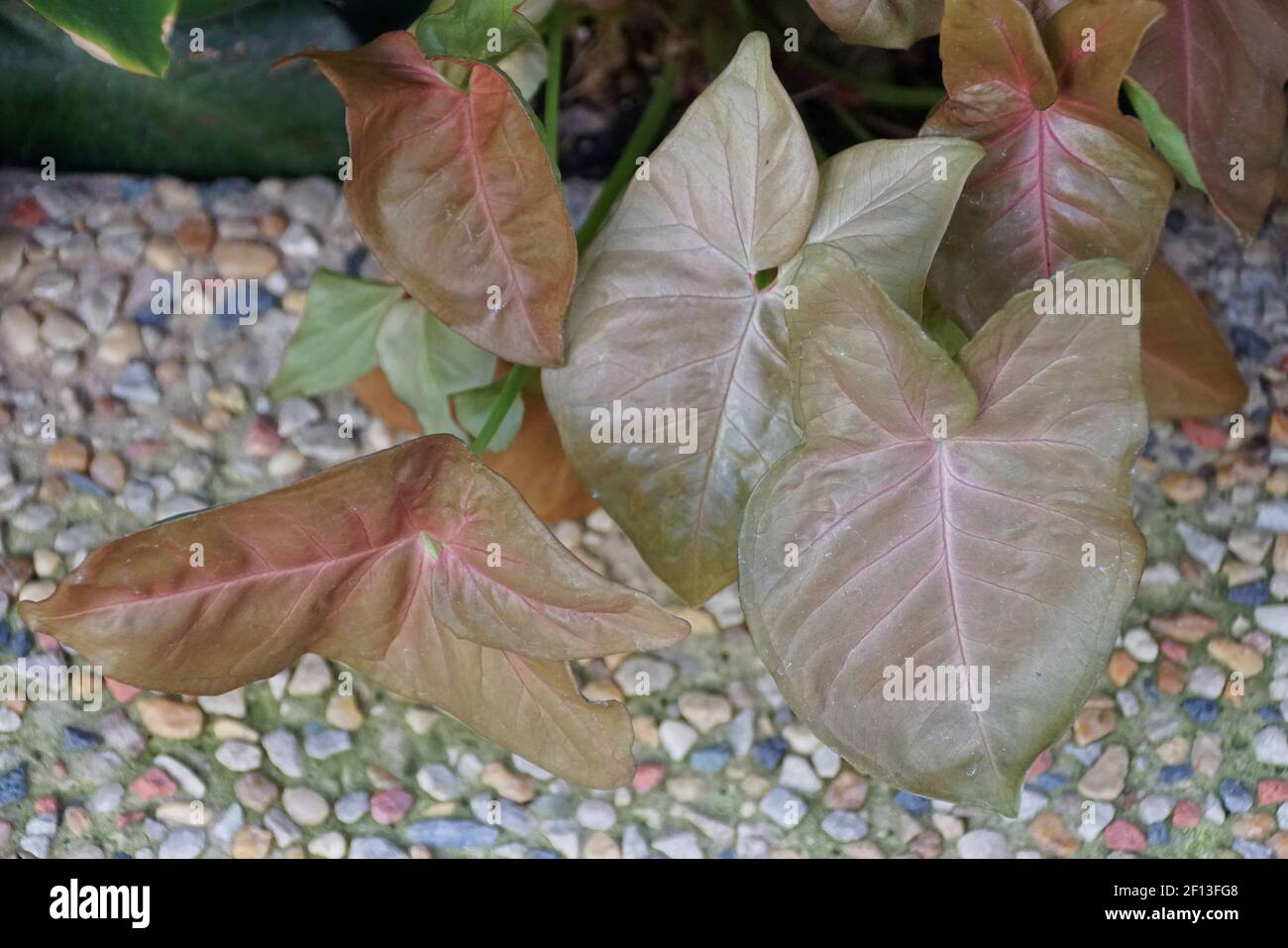 Die hellbraune Farbe der Arrowhead-Vine Neon Robusta Syngonium Pflanze Stockfoto