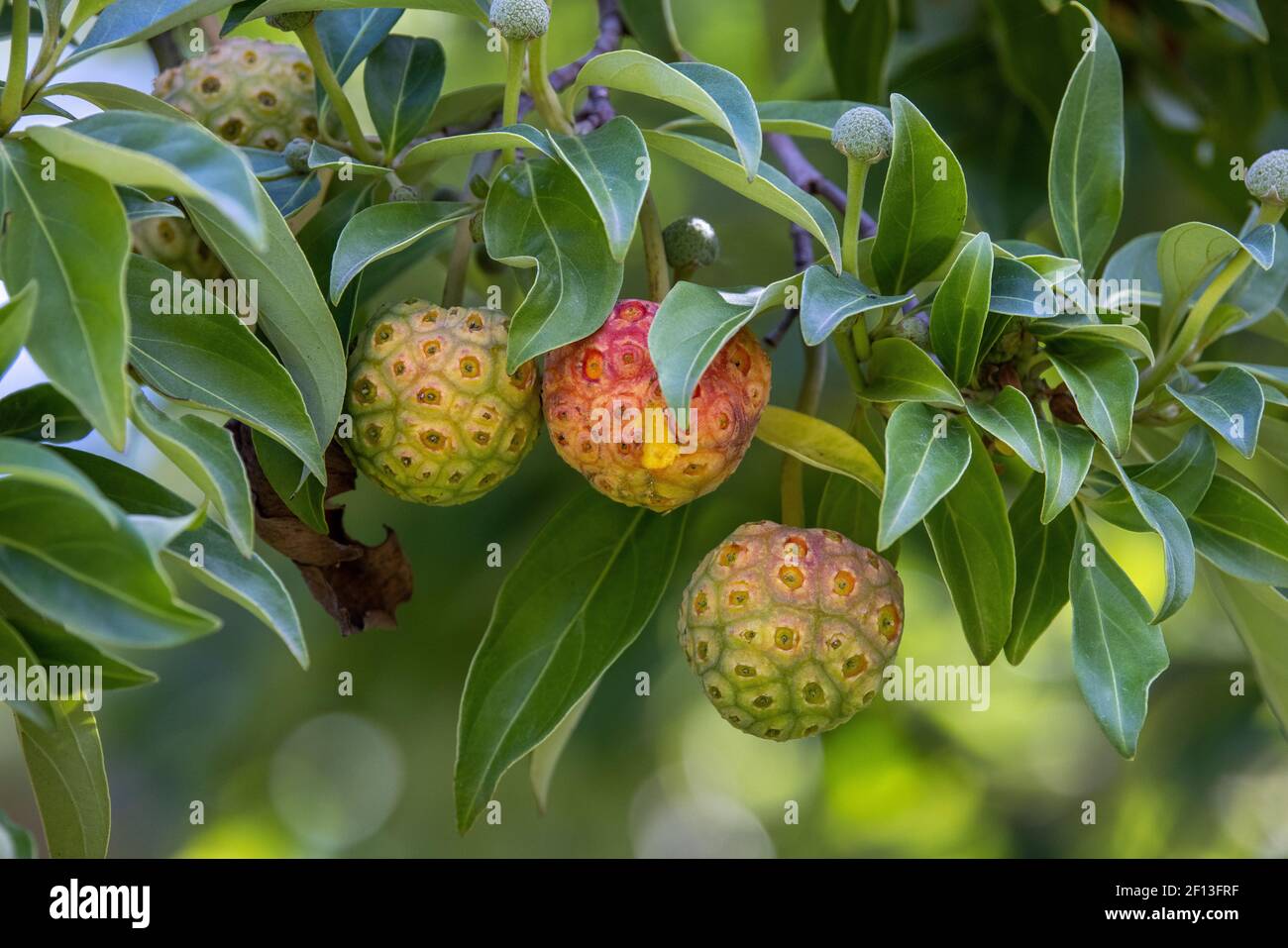 Immergrüner Dogwood mit Früchten und Blättern Stockfoto