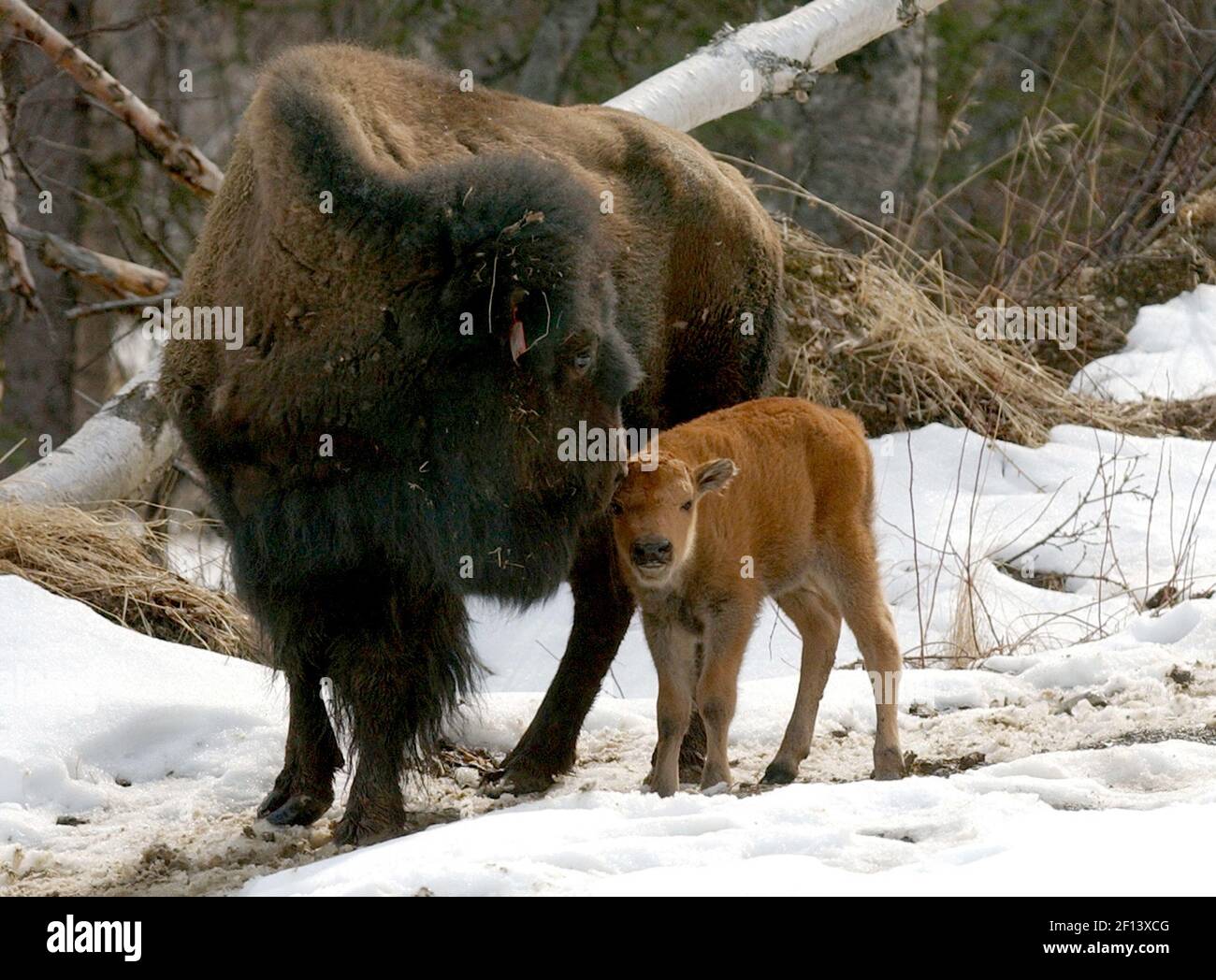 Ein Kuhbison nuzzelt ihr einwöchiges Kalb am Donnerstag, dem 24. April 2008, auf der Pitchfork Ranch in der Nähe von Lazy Mountain außerhalb von Palmer, Alaska. (Foto von Evan R. Steinhauser/Anchorage Daily News/MCT/Sipa USA) Stockfoto
