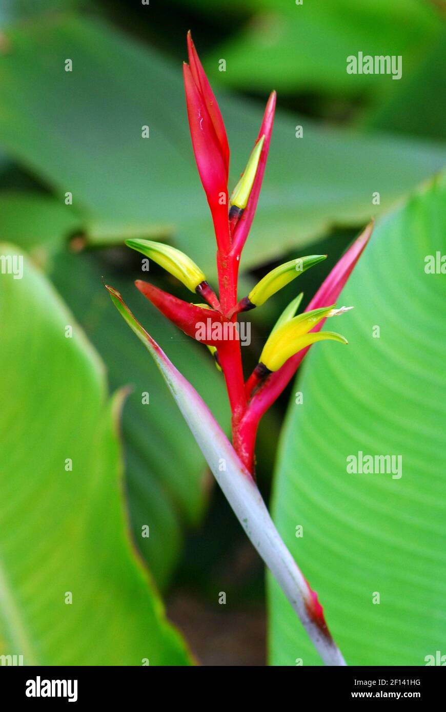 Die Blütenpraten dieser Heliconia, des guatemaltekischen Paradiesvogels, sind rot und halten die Blüte, die zitronengelb und limengrüne Spitzen sind. (Foto von Georgia Tasker/Miami Herald/MCT/Sipa USA) Stockfoto