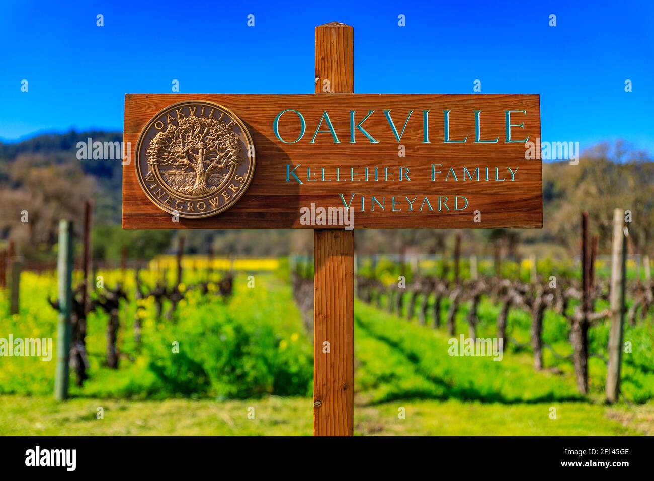 Yountville, USA - 27. Februar 2021: Gelbe Senfblüten zwischen Weinreben im Oakville Kelleher Family Vineyard im Napa Valley, Kalifornien Stockfoto