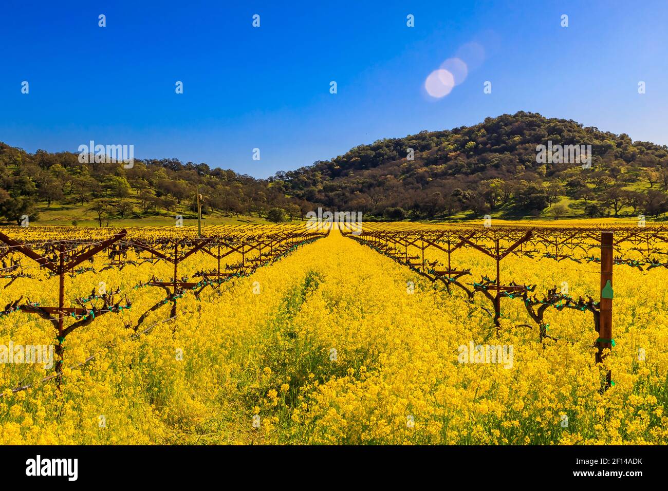 Goldgelbe Senfblüten blühen zwischen Weinreben auf einem Weinberg im Frühjahr im Yountville Napa Valley, Kalifornien, USA Stockfoto