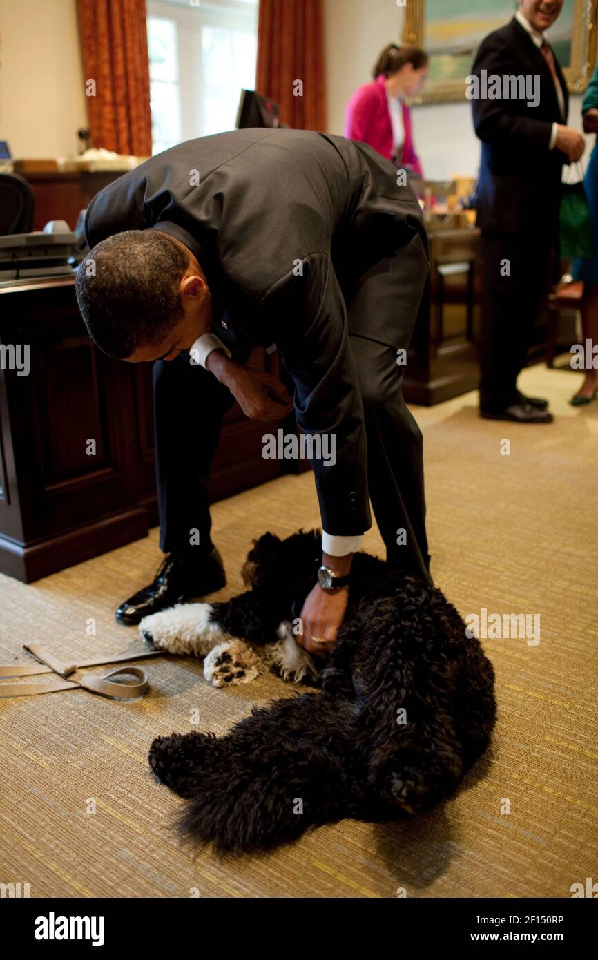 Präsident Barack Obama stetet Bo im Outer Oval Office, 29. Oktober 2009. Stockfoto