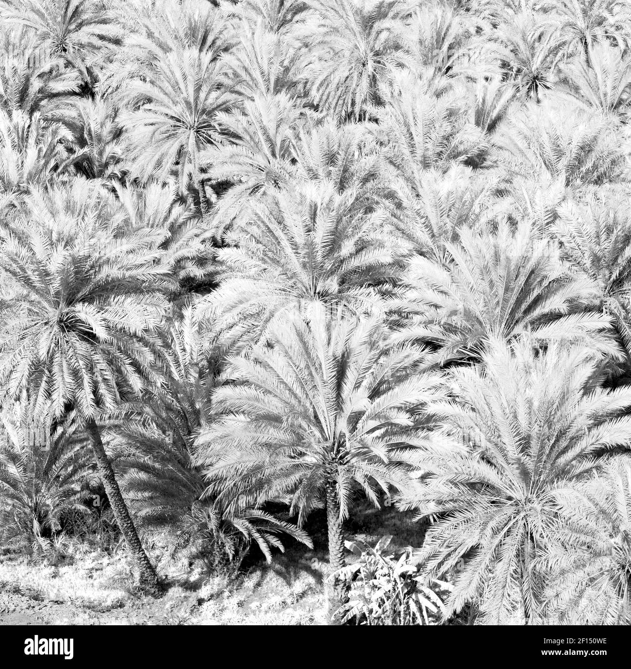 Im oman Garten und der Anbau von Palmenfrüchten aus Hoch Stockfoto