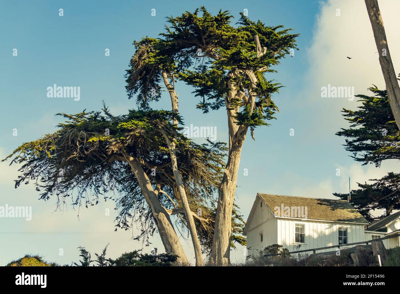 Blick auf den Zypressenbaum. Schöne Aussicht auf Bäume, Haus auf dem Hügel, und bewölkten Himmel im Hintergrund, Kalifornien Landschaft Stockfoto