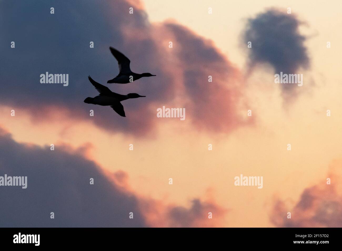 Rot-reihige merganser Flug Silhouette gegen dramatischen Himmel Stockfoto