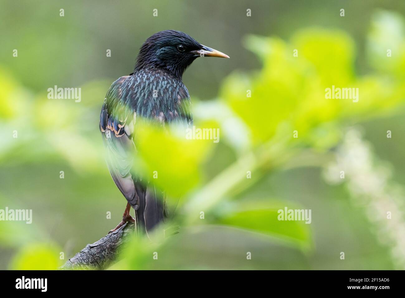 Europäische starling Stockfoto