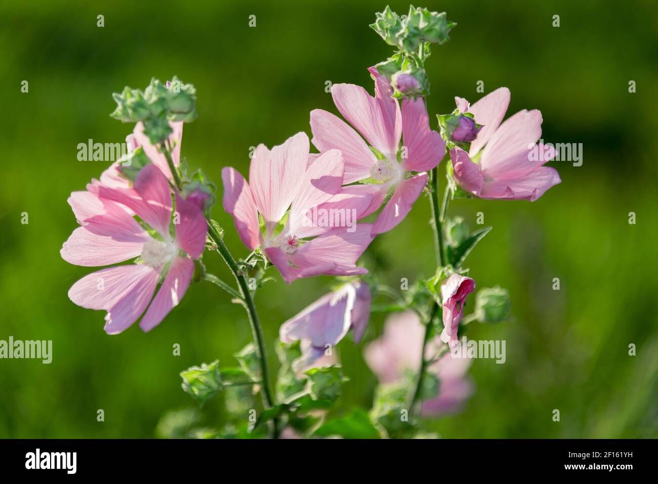 Violett-rosa Wiesenmalvenblüten (Malva) Stockfoto