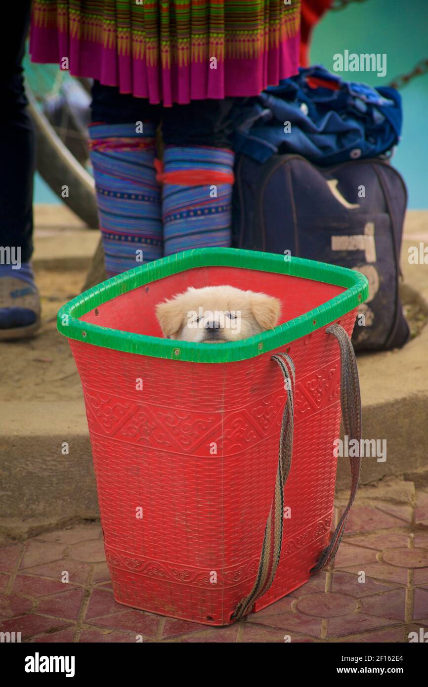 Welpe in einem Plastikkorb auf dem Markt. Verkauf von Hunden auf dem Markt, Bac Ha, Lao Cai Provinz, Nordost-Vietnam Stockfoto