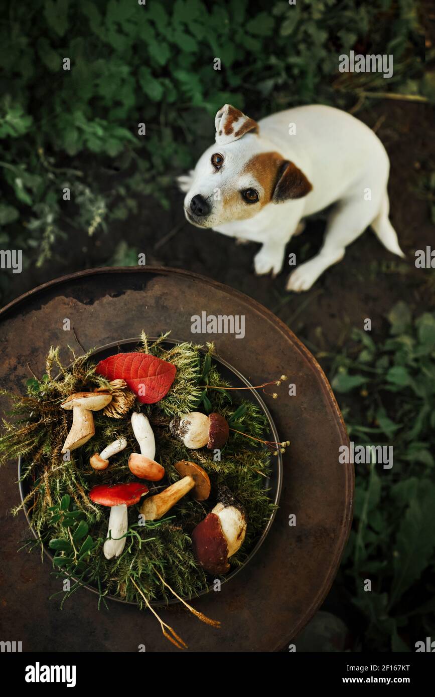 Herbsthintergrund, ein gelungener Waldspaziergang für frische Pilze mit Hund, Lifestyle, Stockfoto