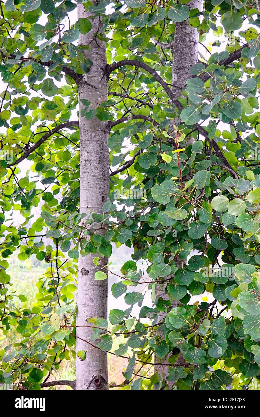 Beängstigender Espenbaum (Populus tremuloides) im Sommer. Stockfoto