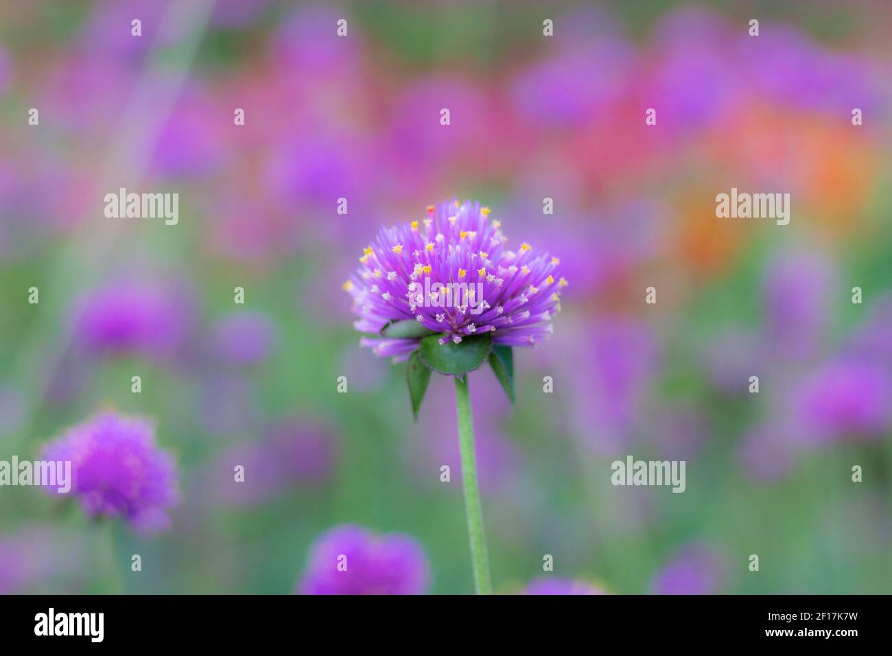 Lila Wildblumen mit natürlicher Schönheit im Winter. Stockfoto