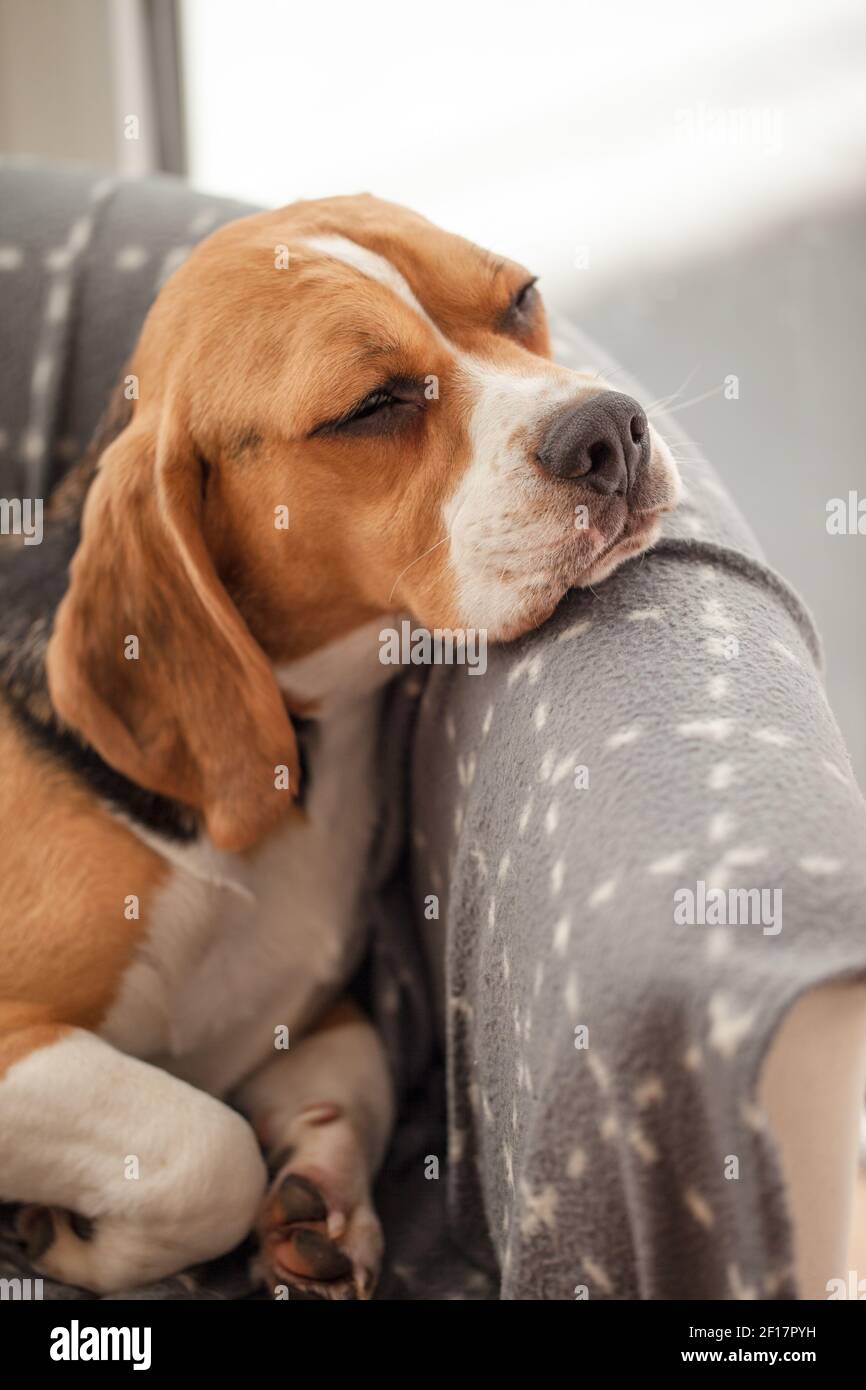 Junger Beagle macht ein Nickerchen Stockfoto