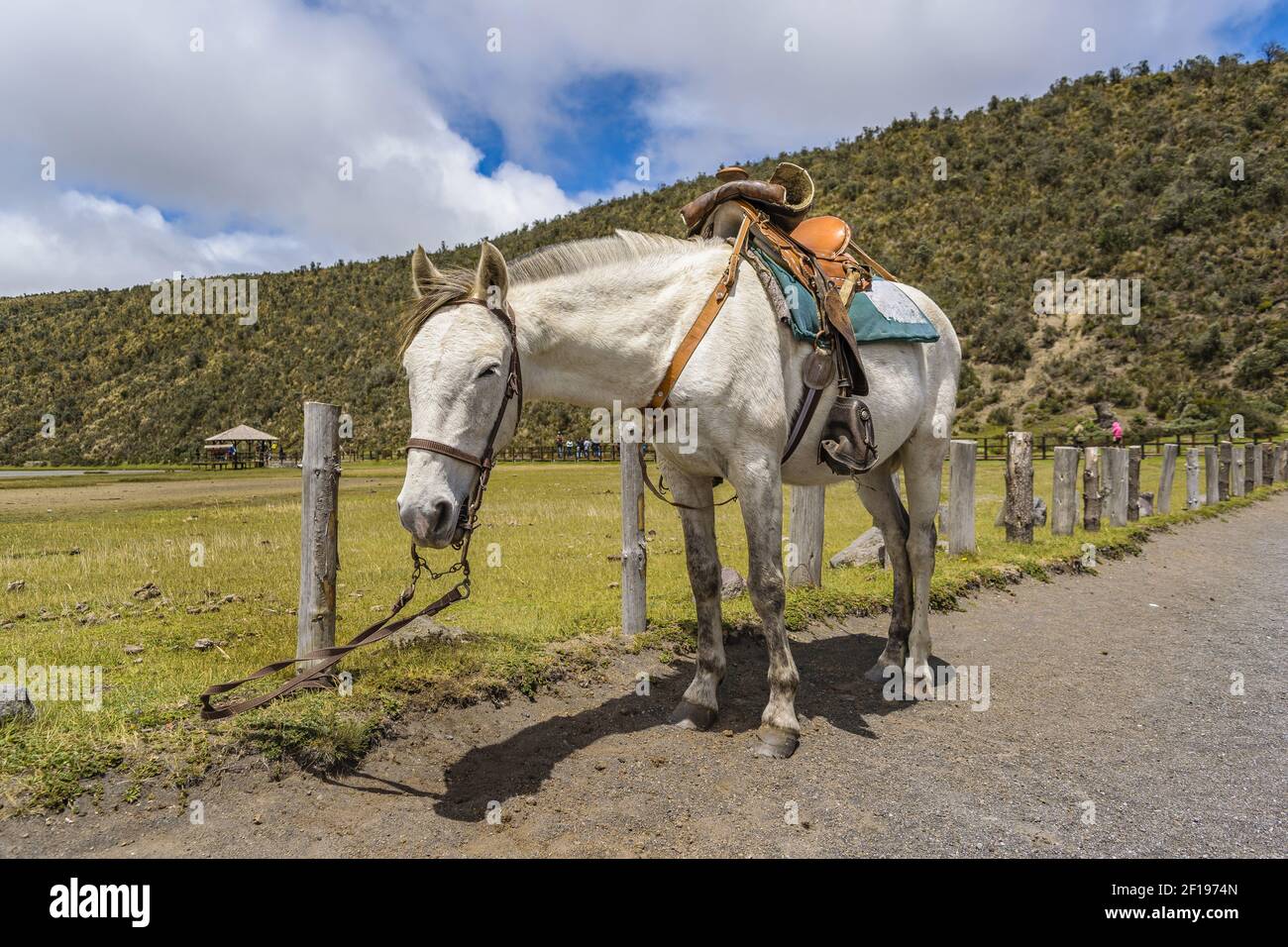 Weißes Pferd im Cotopaxi Nationalpark Ecuador Stockfoto