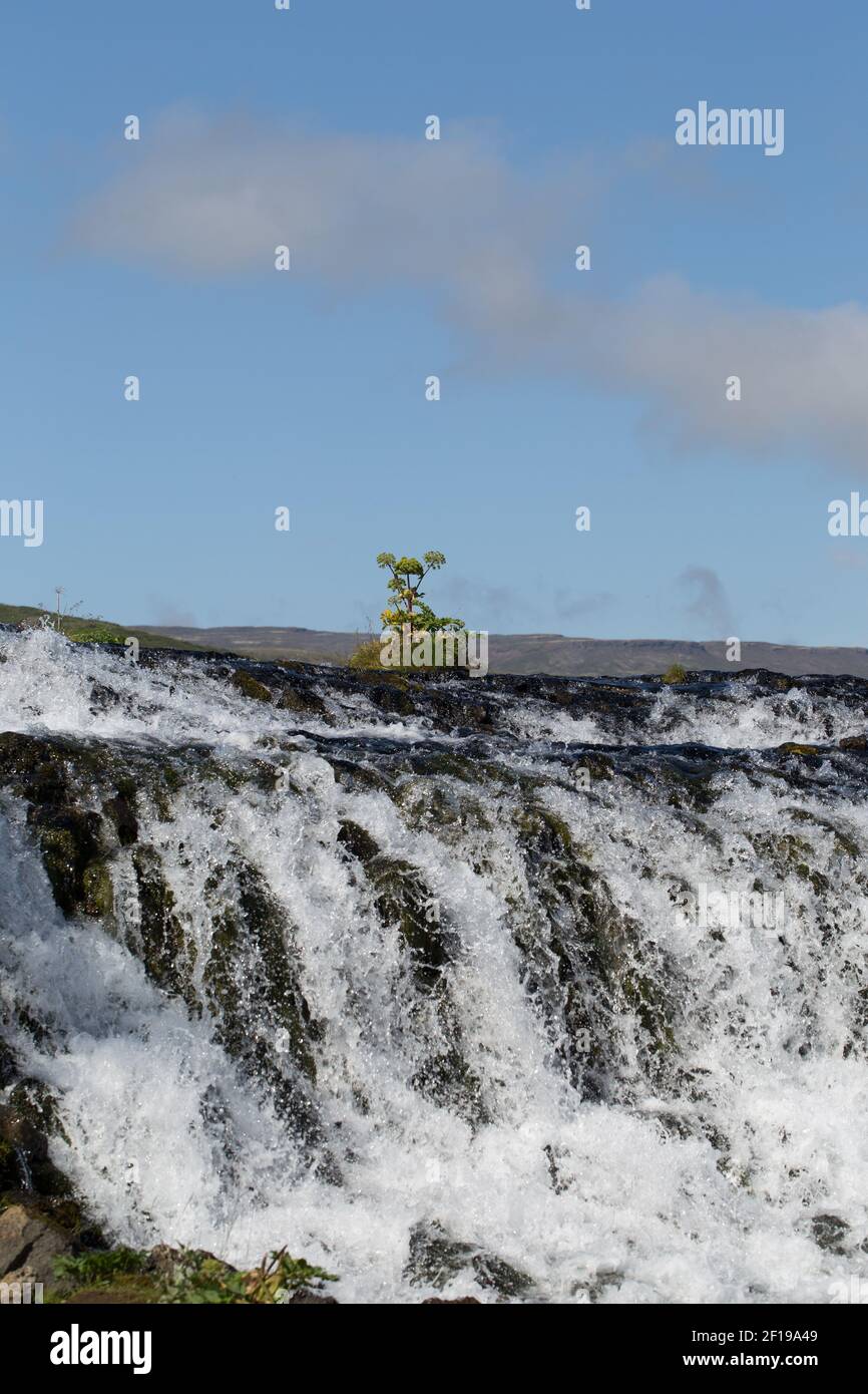 Kleiner Baum wächst in Wasserfällen Strom Stockfoto