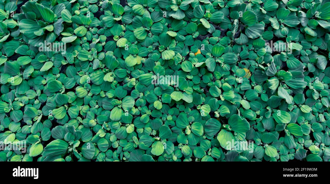 Draufsicht grüne Blätter des Wassersalat schwimmend auf der Wasseroberfläche. Pistia stratiotes oder Wassersalat ist Wasserpflanze. Invasive Arten. Nahaufnahme Stockfoto