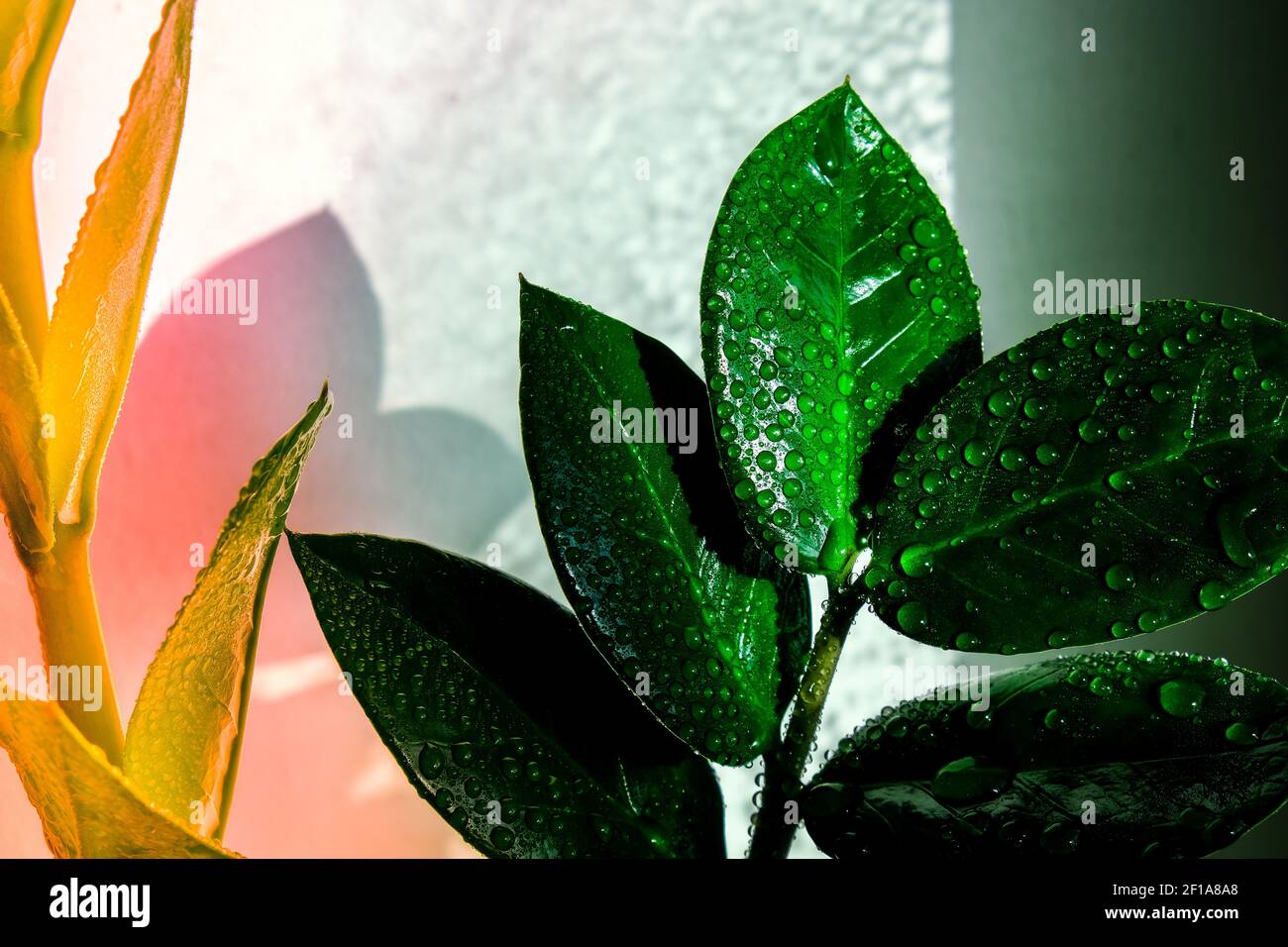 Wassertropfen auf die grünen Pflanzenblätter, Nahaufnahme. Zamioculcas zamiifolia Dollar Baum. Immergrüne Blätter der Zimmerpflanze. Tropische Blätter Muster hintergrun Stockfoto