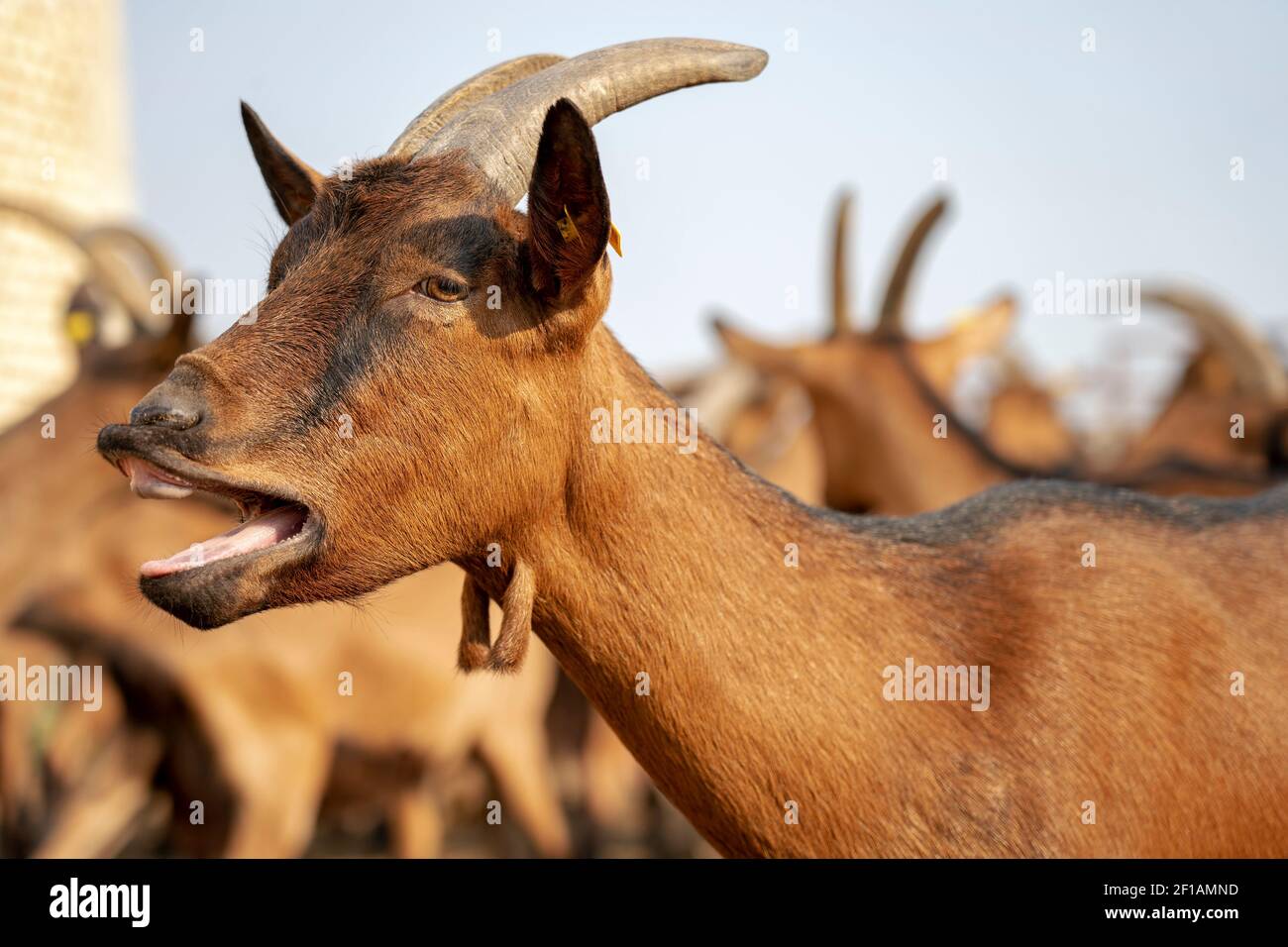 Konzept Der Tierhaltung. Bio-Tierfarm. Ziegenherde in einem Gehege im Freien auf dem Bio-Bauernhof. Stockfoto