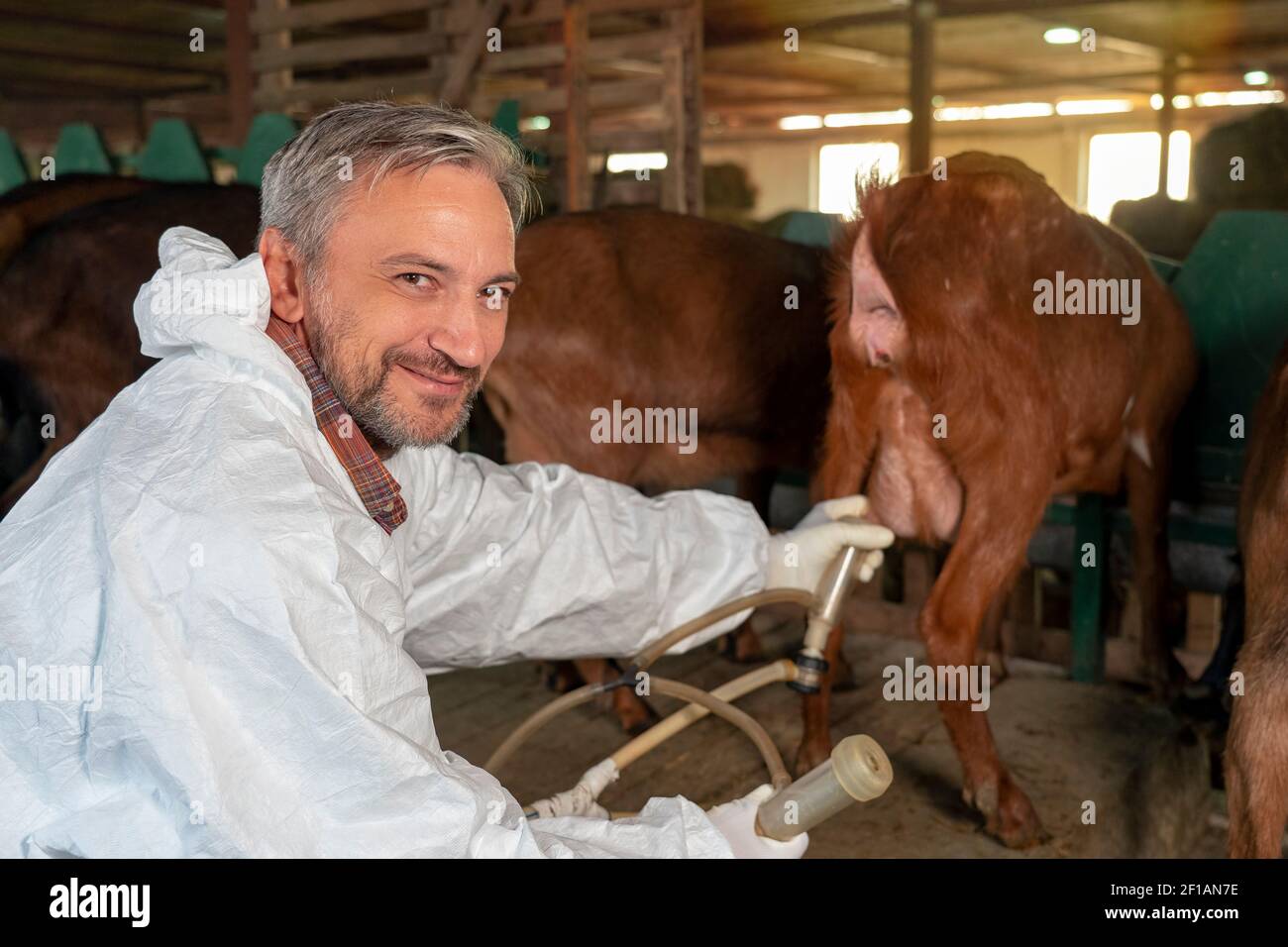 Happy Smiling Farmer in weißer Uniform eine Melkmaschine an das Euter einer Ziege anhängen. Ziegenfarmer mit Blick auf Kamera. Ziegen an der Melkstation. Stockfoto