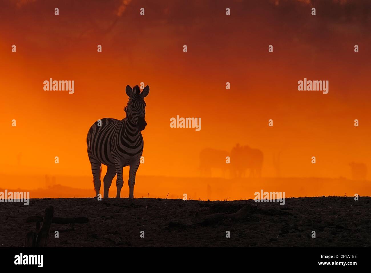 Zebra (Equus burchellii) bei Sonnenuntergang. Makgadikgadi Pan, Botswana Stockfoto