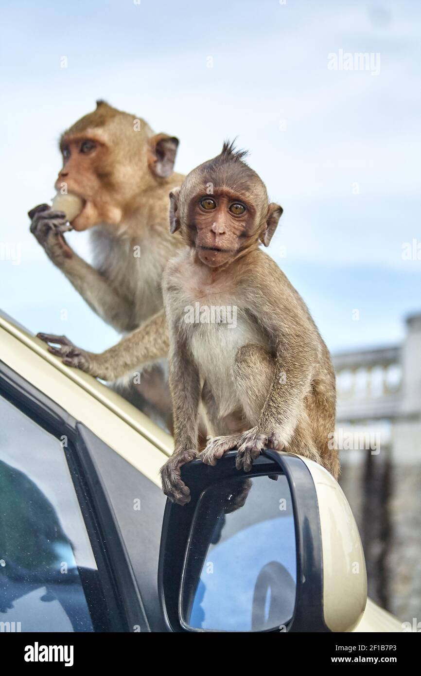 Affe auf dem Auto frisst Thailand Stockfoto