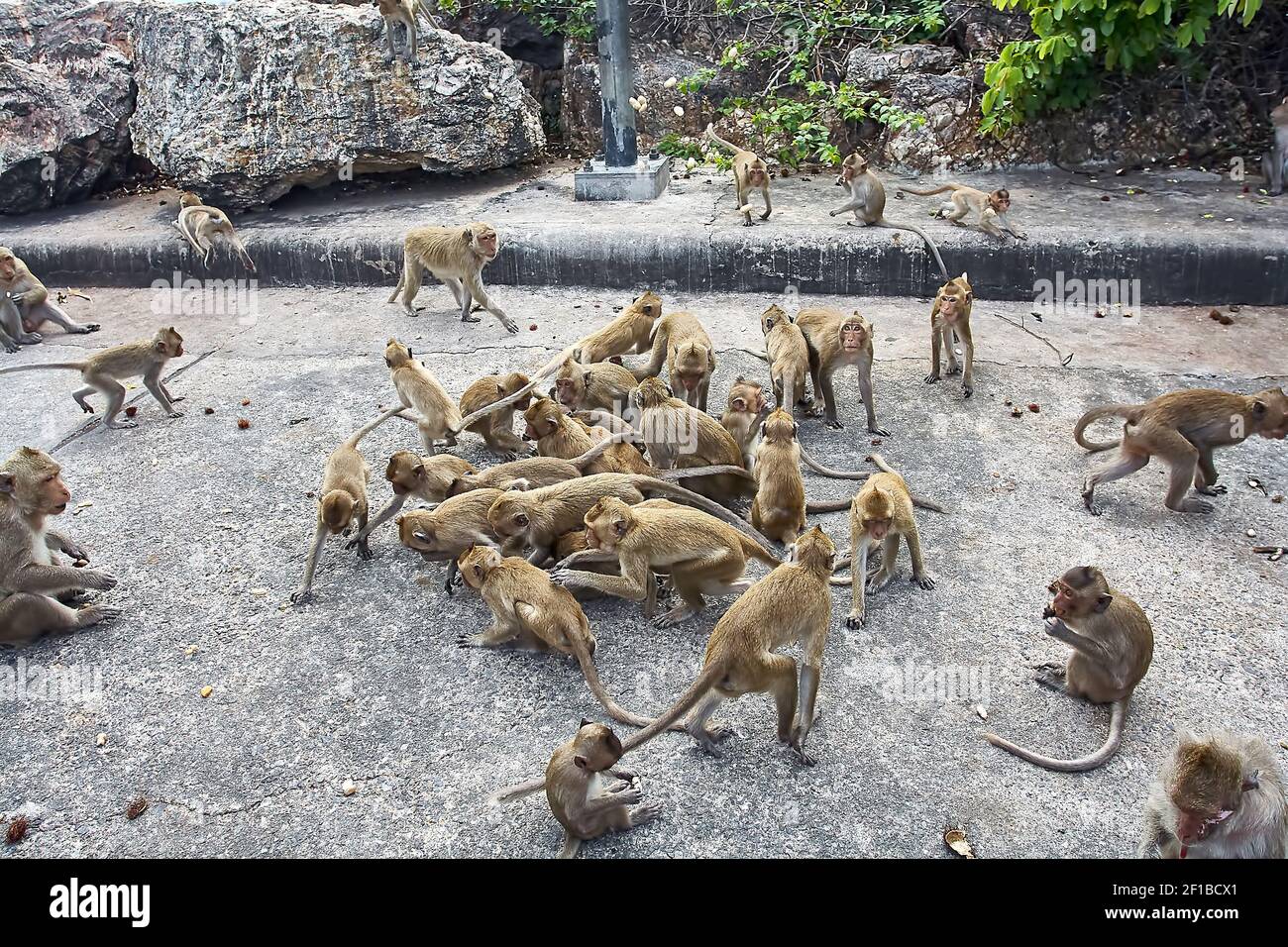 Affe auf dem Auto frisst Thailand Stockfoto
